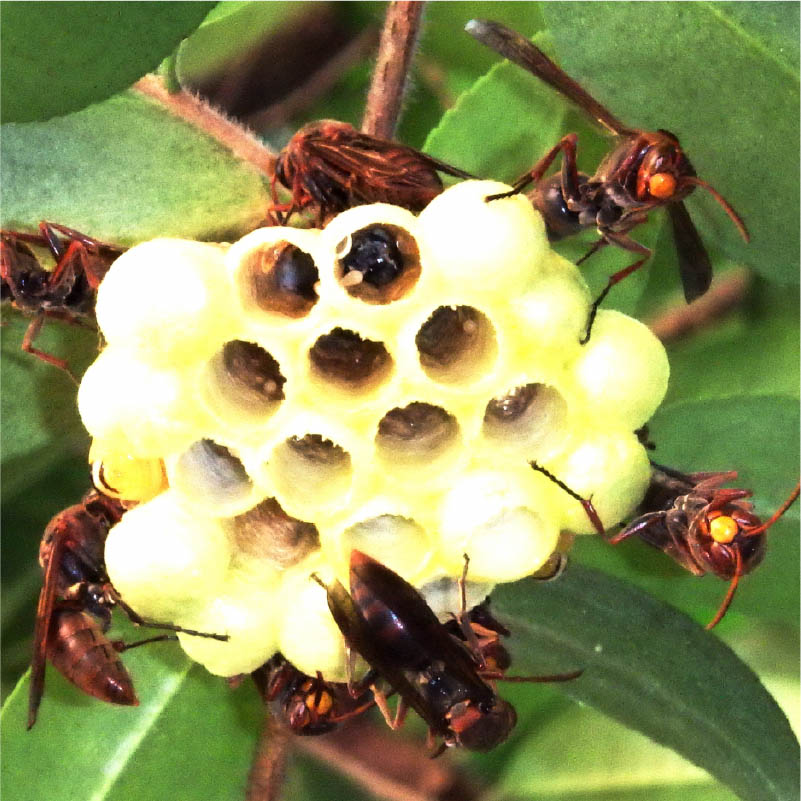 コガタスズメバチ