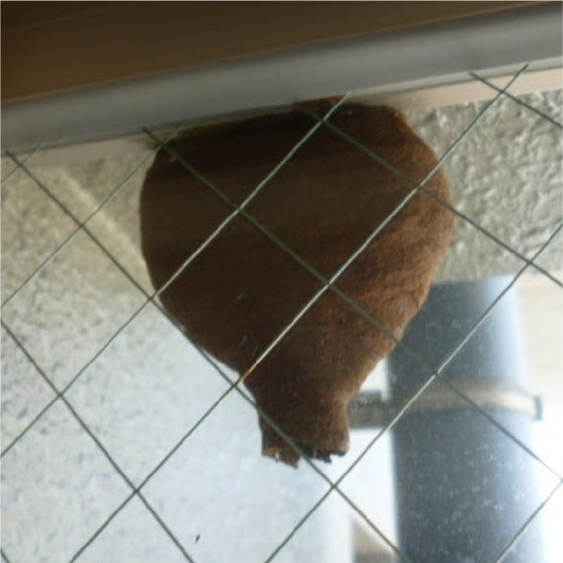 ムモンホソアシナガバチ