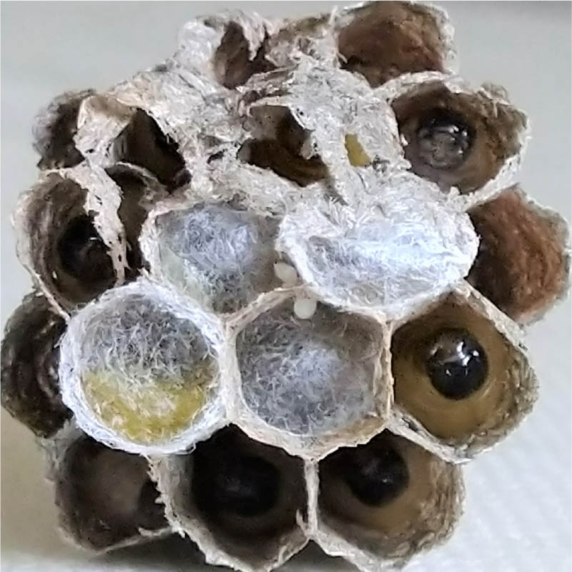 コガタスズメバチ