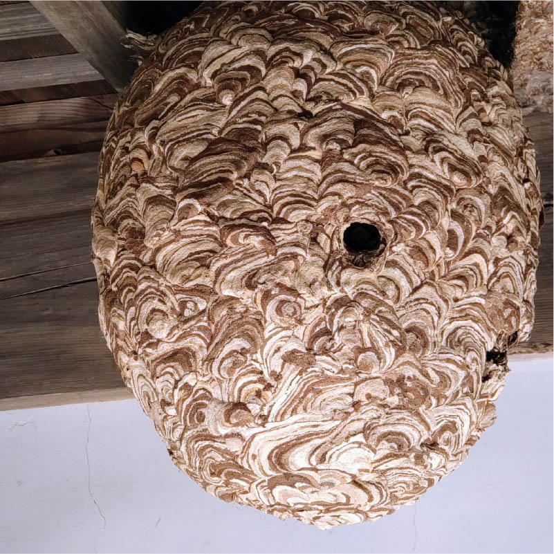 セイヨウミツバチ