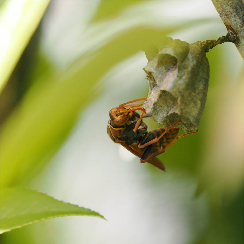 コガタスズメバチ