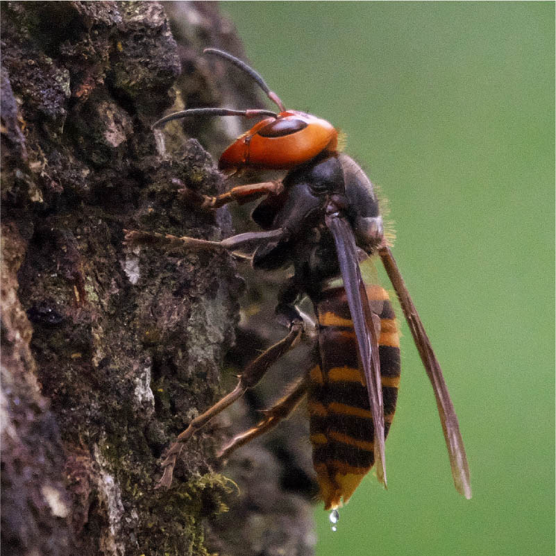 キボシアシナガバチ