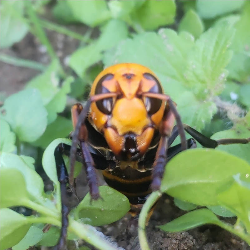 キアシナガバチ