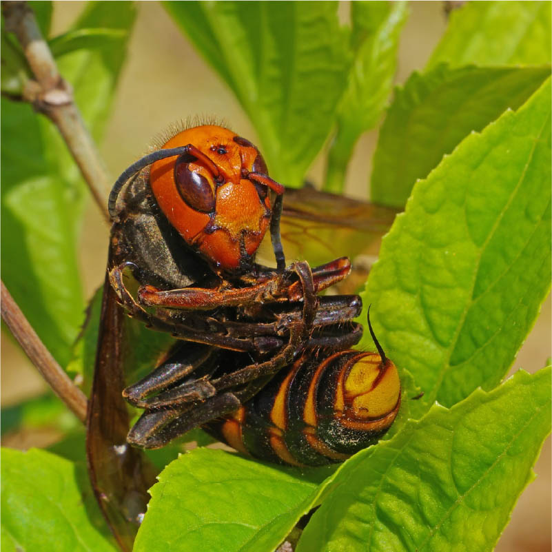 コガタスズメバチ