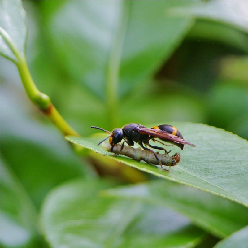 キボシアシナガバチ