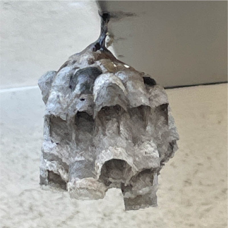 セイヨウミツバチ