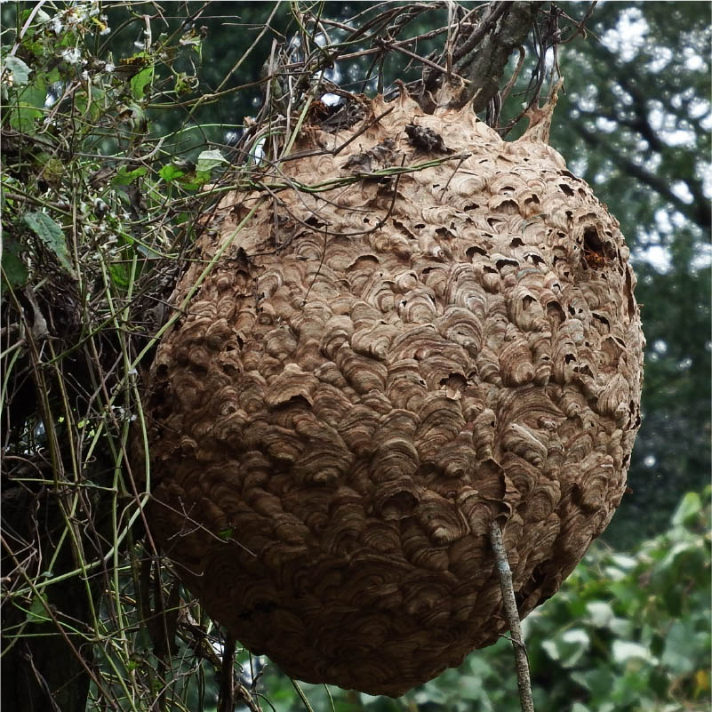 ヒメホソアシナガバチ