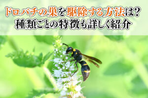 ドロバチの巣を駆除する方法は？種類ごとの特徴も詳しく紹介