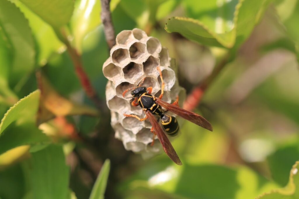 アシナガバチの巣は駆除すべき？