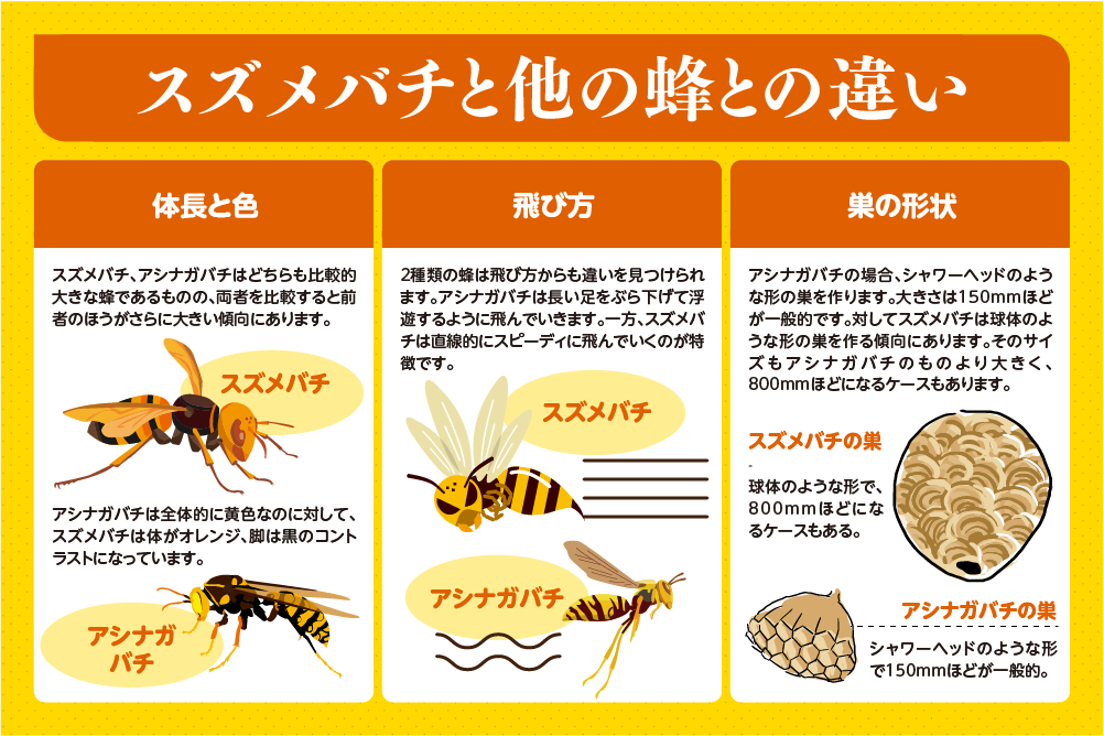 スズメバチと他の蜂との違い