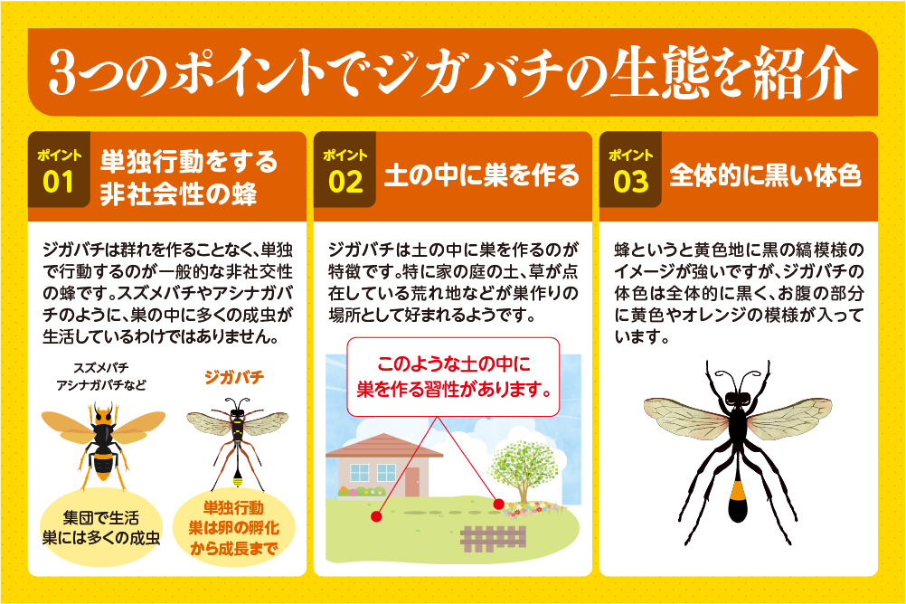 3つのポイントでジガバチの生態を紹介