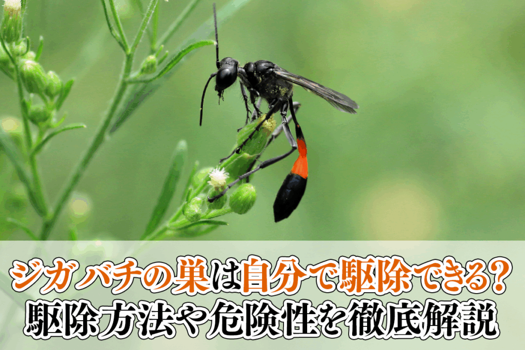 ジガバチの巣は自分で駆除できる？駆除方法や危険性を徹底解説