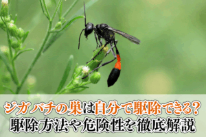 ジガバチの巣は自分で駆除できる？駆除方法や危険性を徹底解説