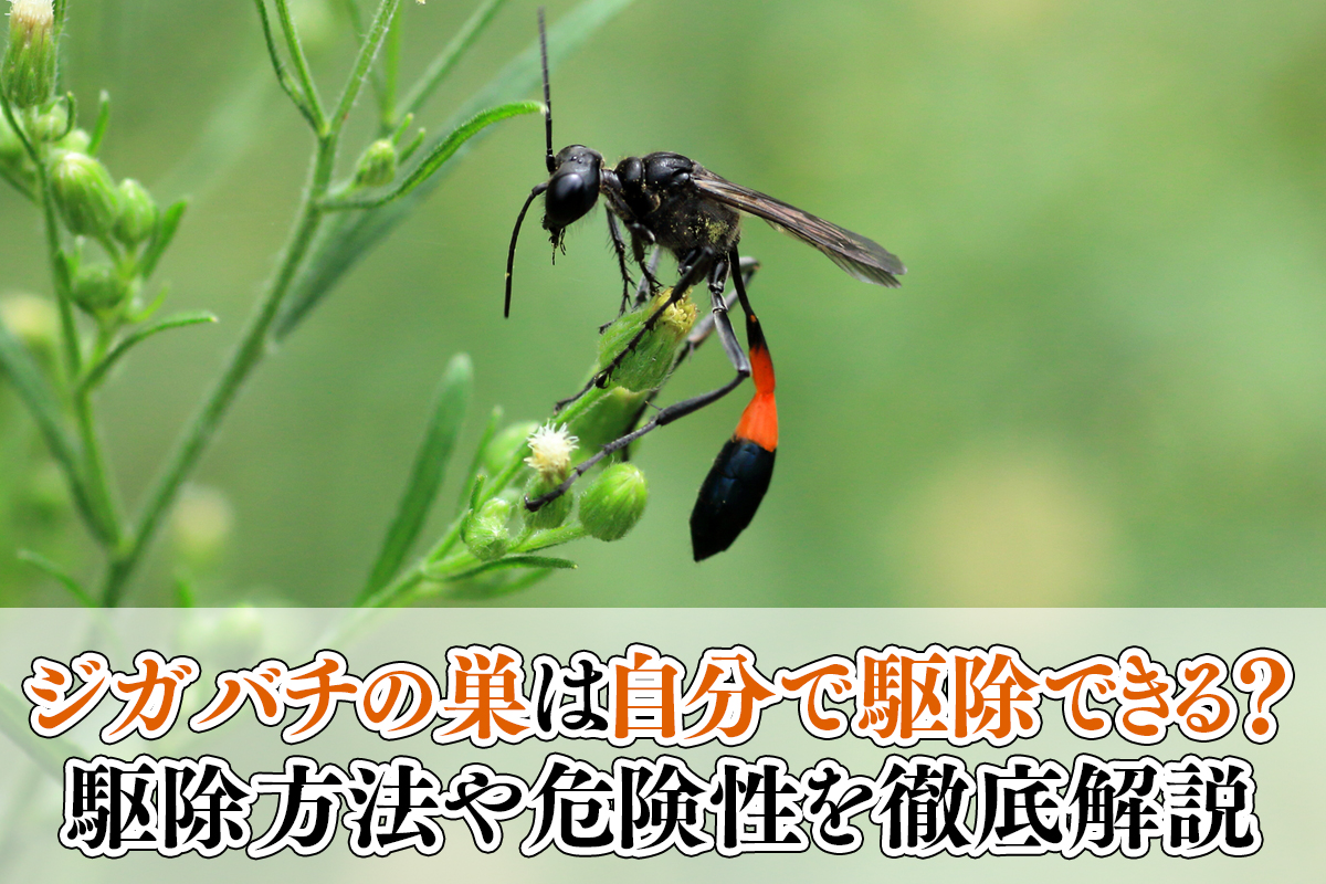 ジガバチの巣は自分で駆除できる？駆除方法や危険性を徹底解説