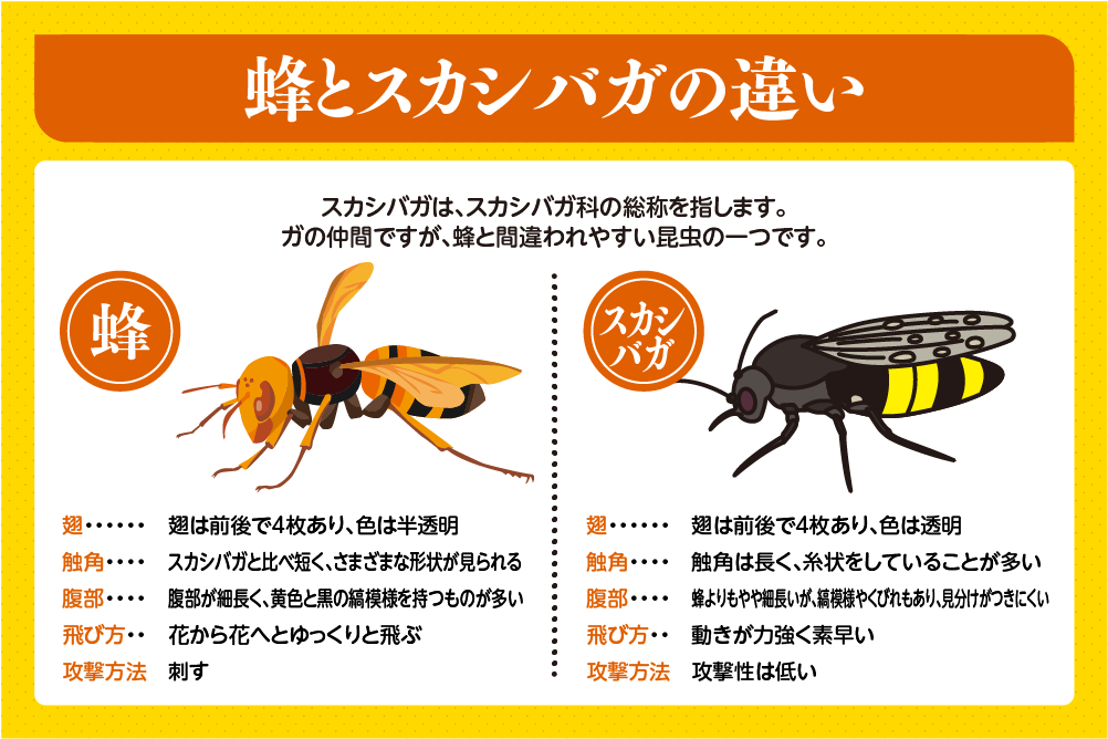 蜂とスカシバガの違い