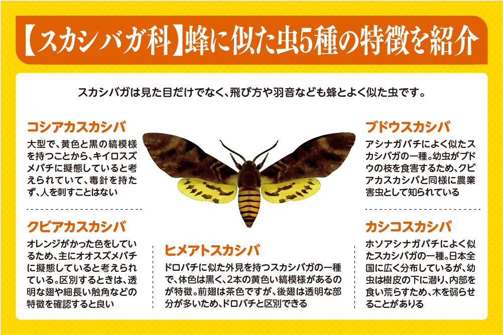 【スカシバガ科】蜂に似た虫5種の特徴を紹介