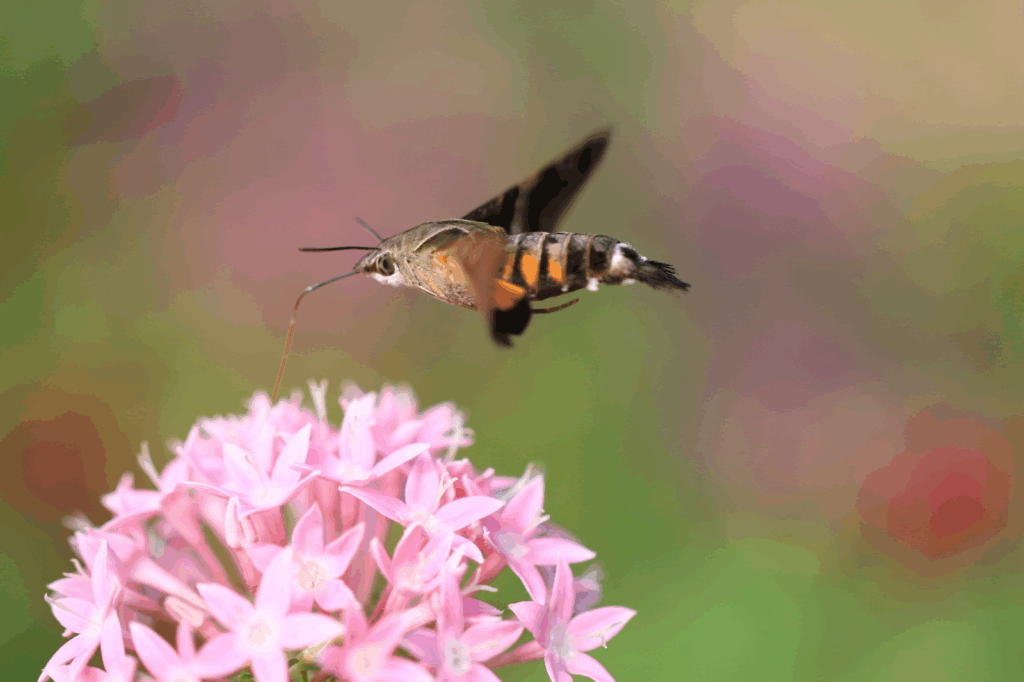 蜂に似た虫を見かけたときの注意点
