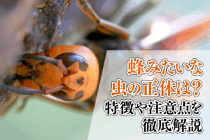 蜂みたいな虫の正体は？特徴や注意点を徹底解説
