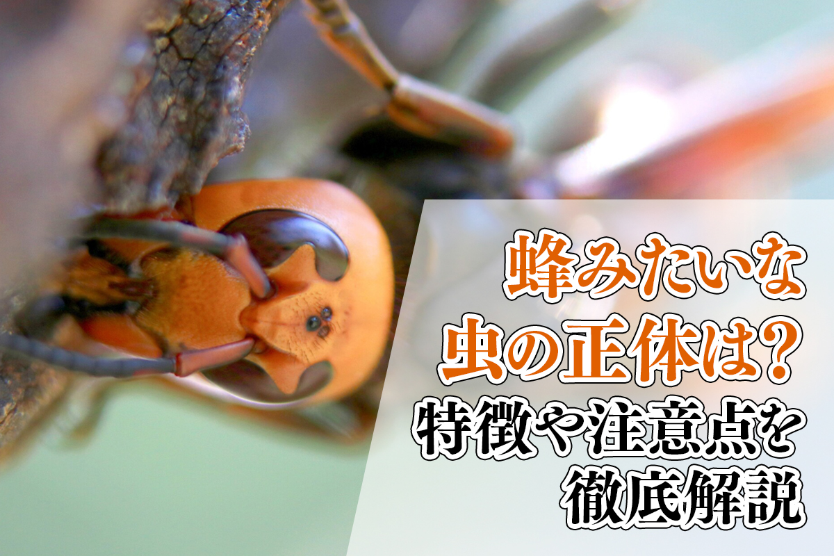 蜂みたいな虫の正体は？特徴や注意点を徹底解説