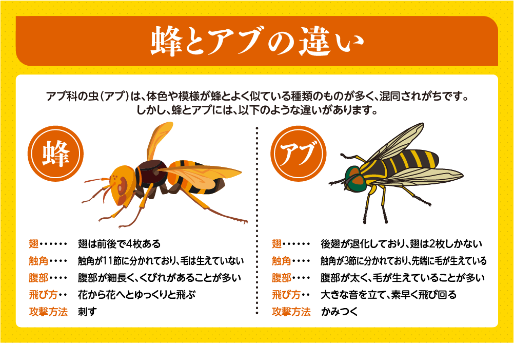 蜂とアブの違い