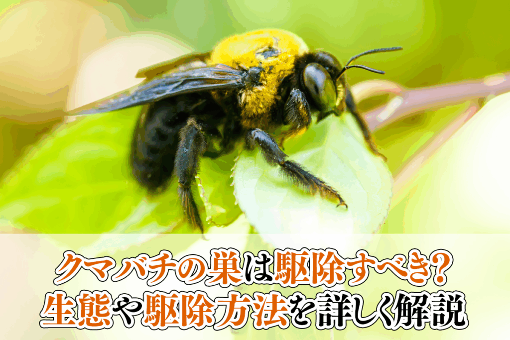クマバチの巣は駆除すべき？生態や駆除方法を詳しく解説
