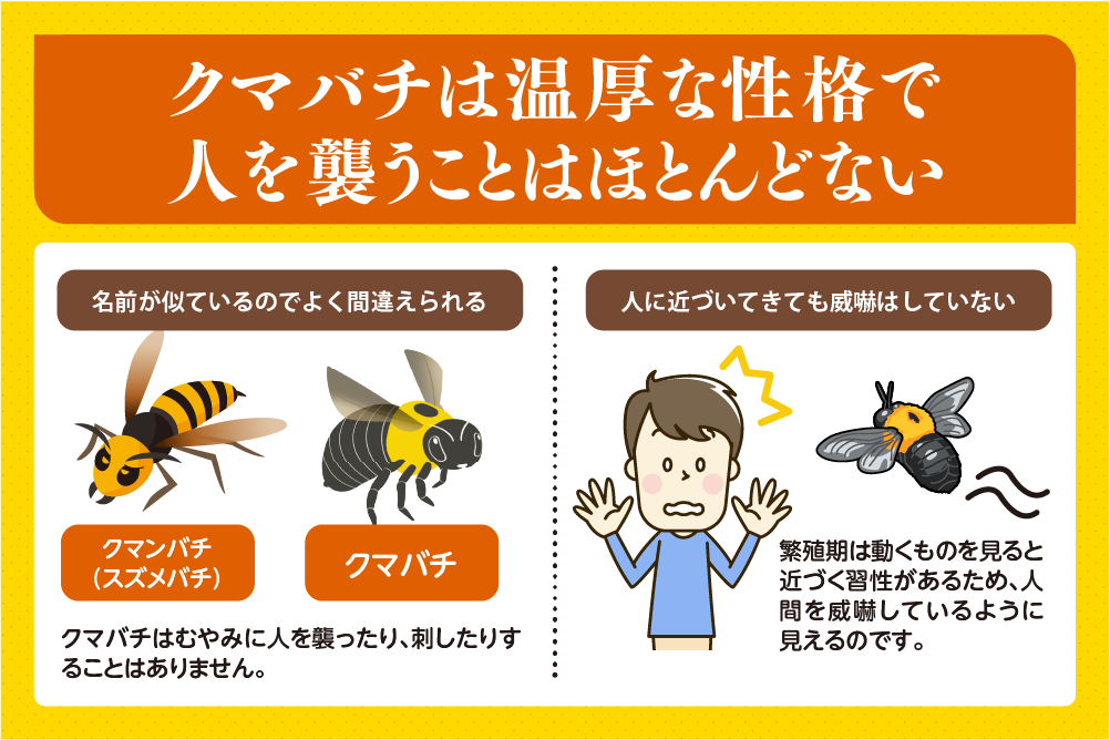 クマバチは温厚な性格で人を襲うことはほとんどない
