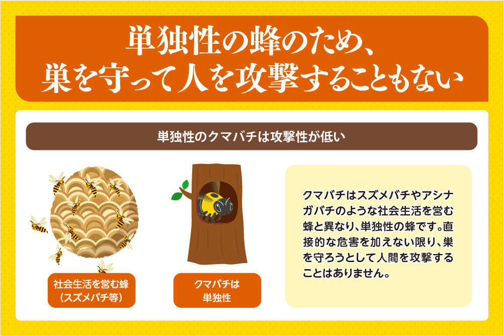 単独性の蜂のため、巣を守って人を攻撃することもない