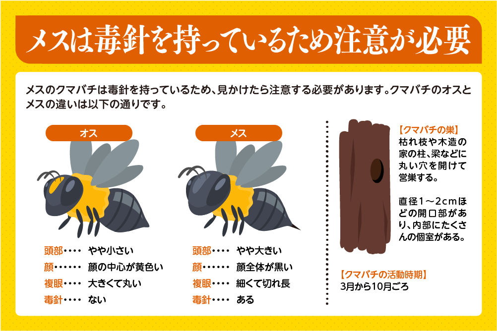 メスのクマバチは毒針を持っているため注意が必要