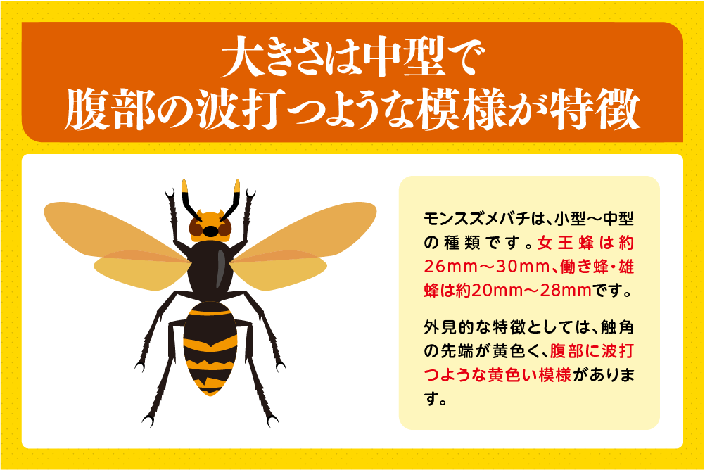 大きさは中型で腹部の波打つような模様が特徴