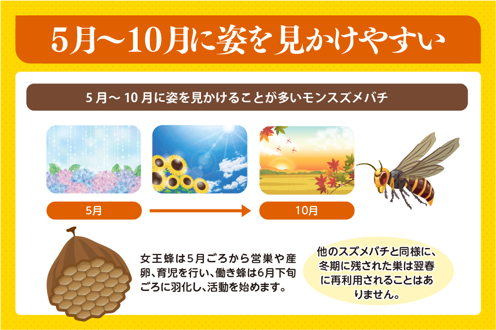 大きさは中型で腹部の波打つような模様が特徴