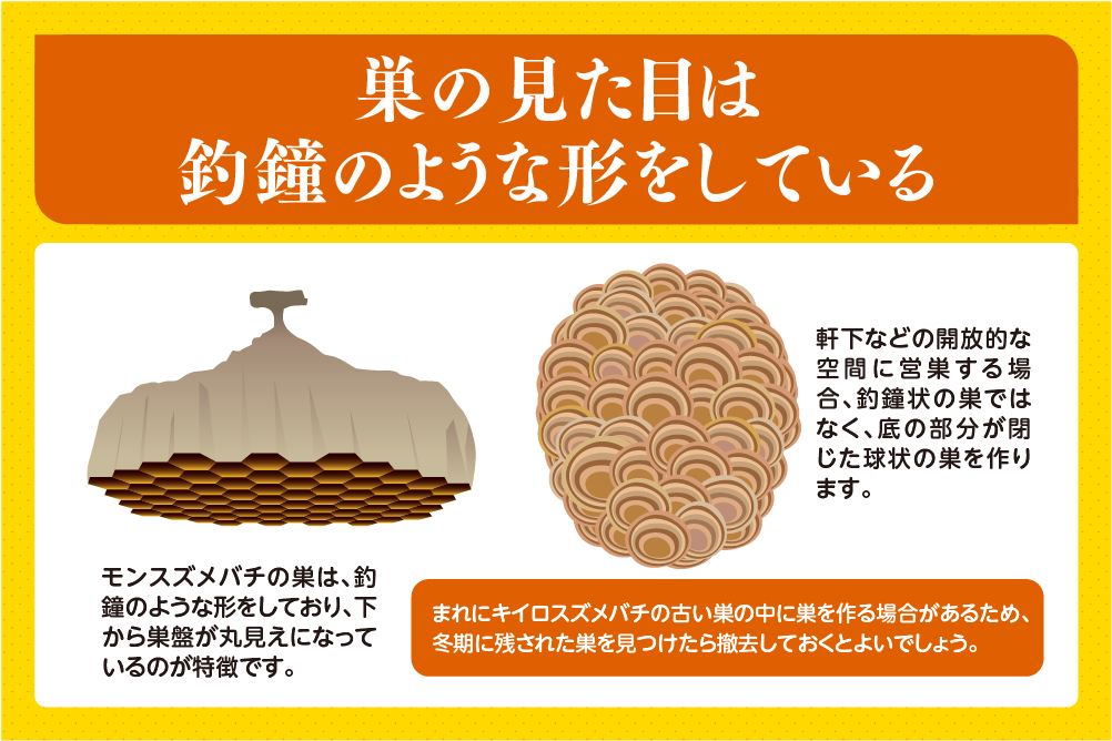 巣の見た目は釣鐘のような形をしている