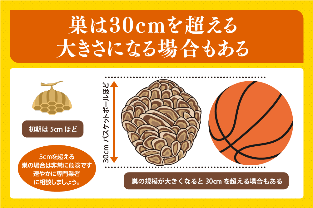 巣は30cmを超える大きさになる場合もある