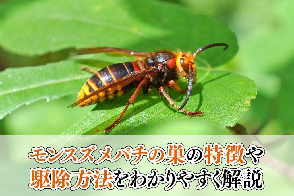 モンスズメバチの巣の特徴や駆除方法をわかりやすく解説