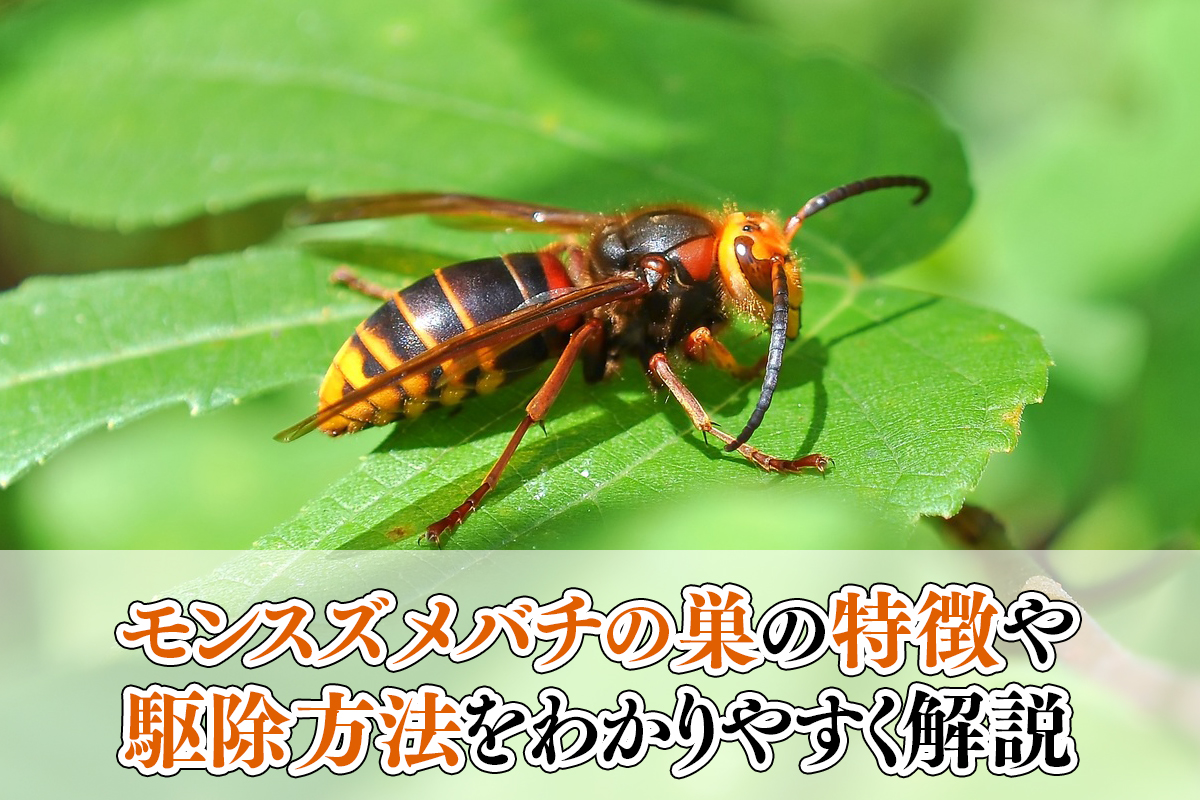 モンスズメバチの巣の特徴や駆除方法をわかりやすく解説