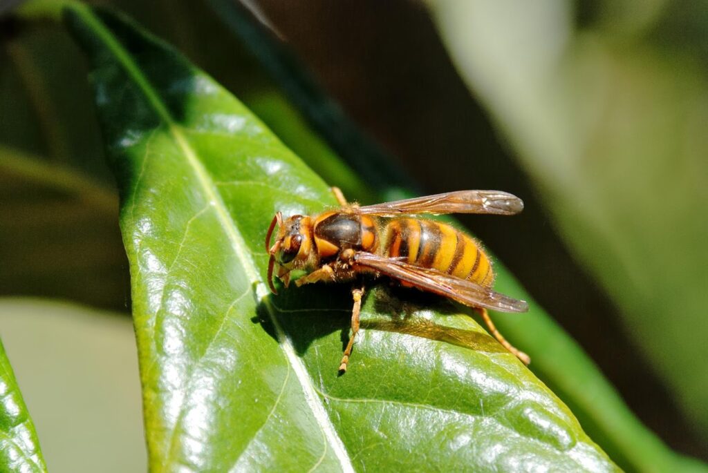 キイロスズメバチの特徴