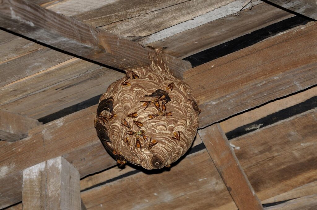 キイロスズメバチの主な営巣場所