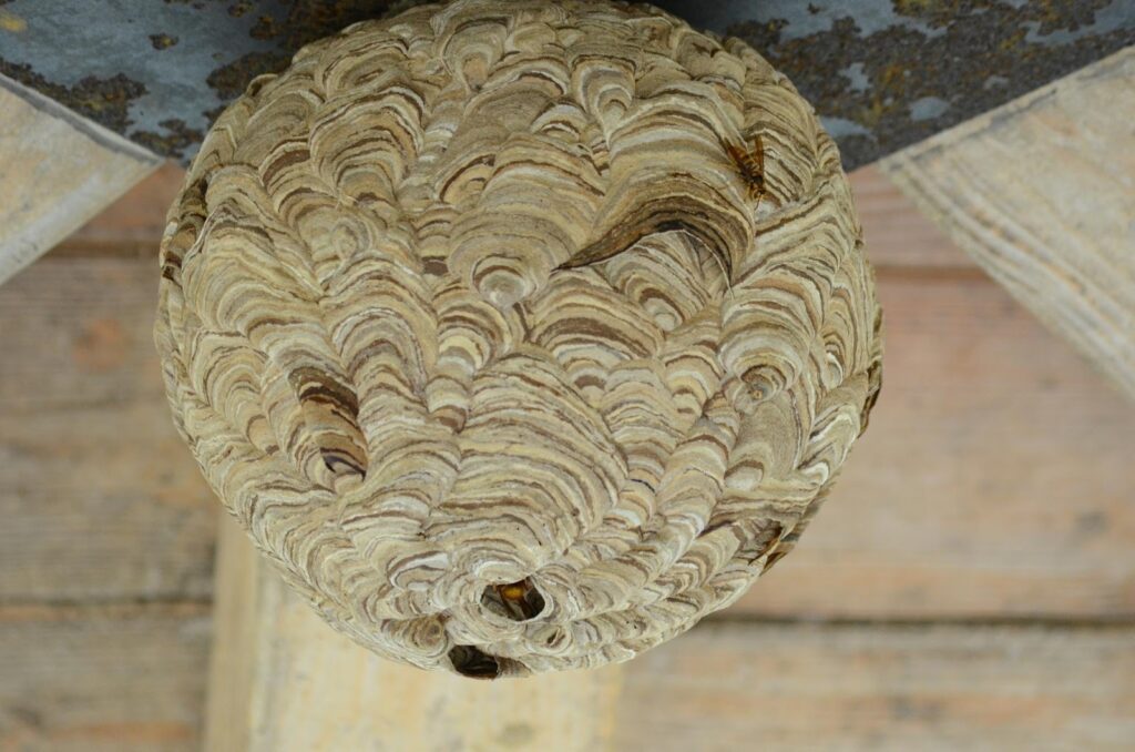 キイロスズメバチの巣の特徴は？