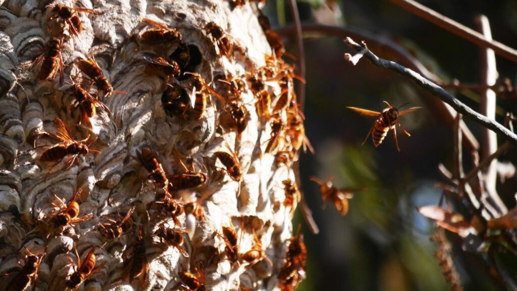 危険性は？キイロスズメバチの攻撃性を紹介