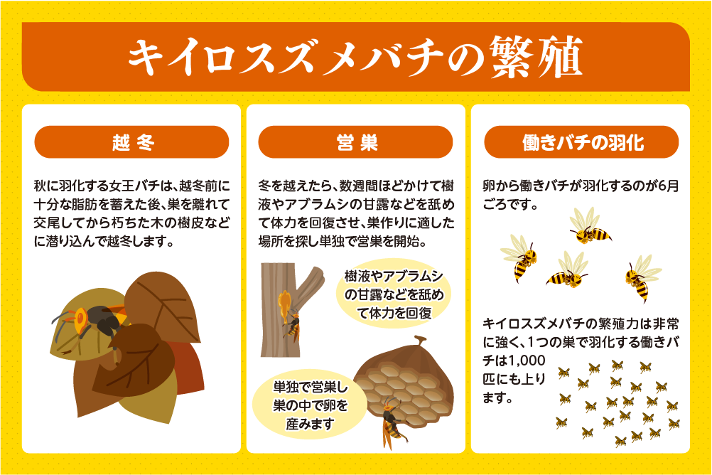 キイロスズメバチの繁殖