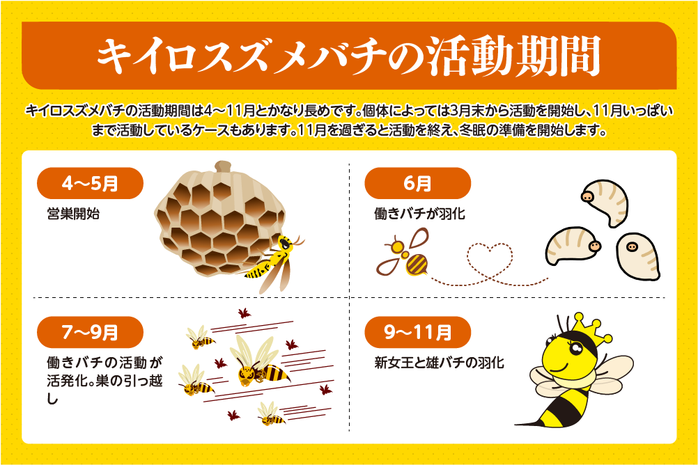 キイロスズメバチの活動期間