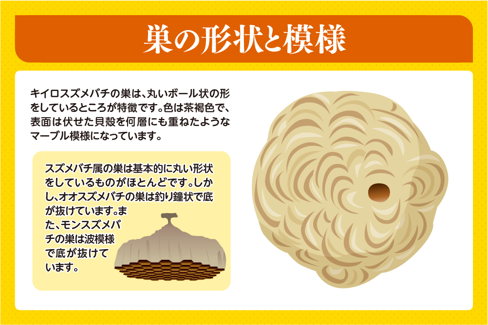 巣の形状と模様