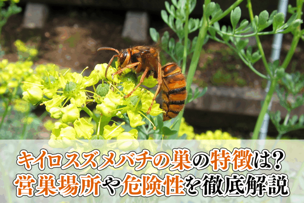 キイロスズメバチの巣の特徴は？営巣場所や危険性を徹底解説