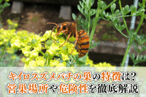 キイロスズメバチの巣の特徴は？営巣場所や危険性を徹底解説