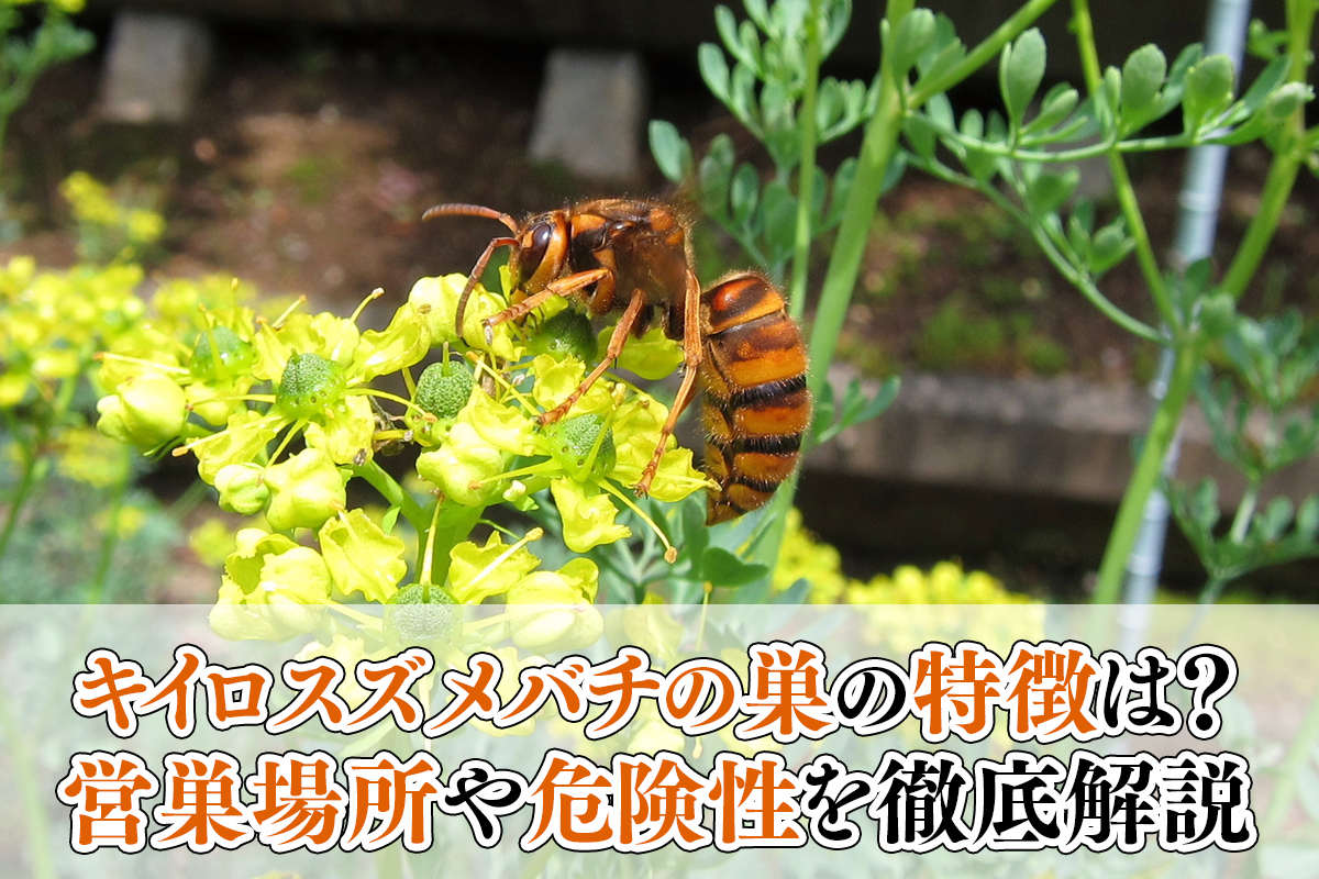 キイロスズメバチの巣の特徴は？営巣場所や危険性を徹底解説