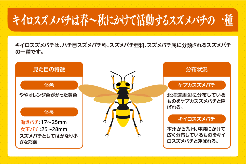 キイロスズメバチは春～秋にかけて活動するスズメバチの一種