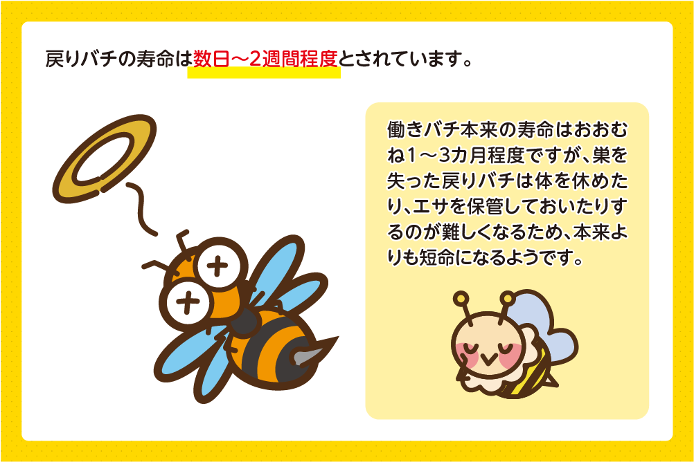 戻りバチの寿命はどのくらい？