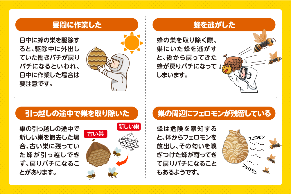 巣を駆除したのに戻りバチが発生する原因