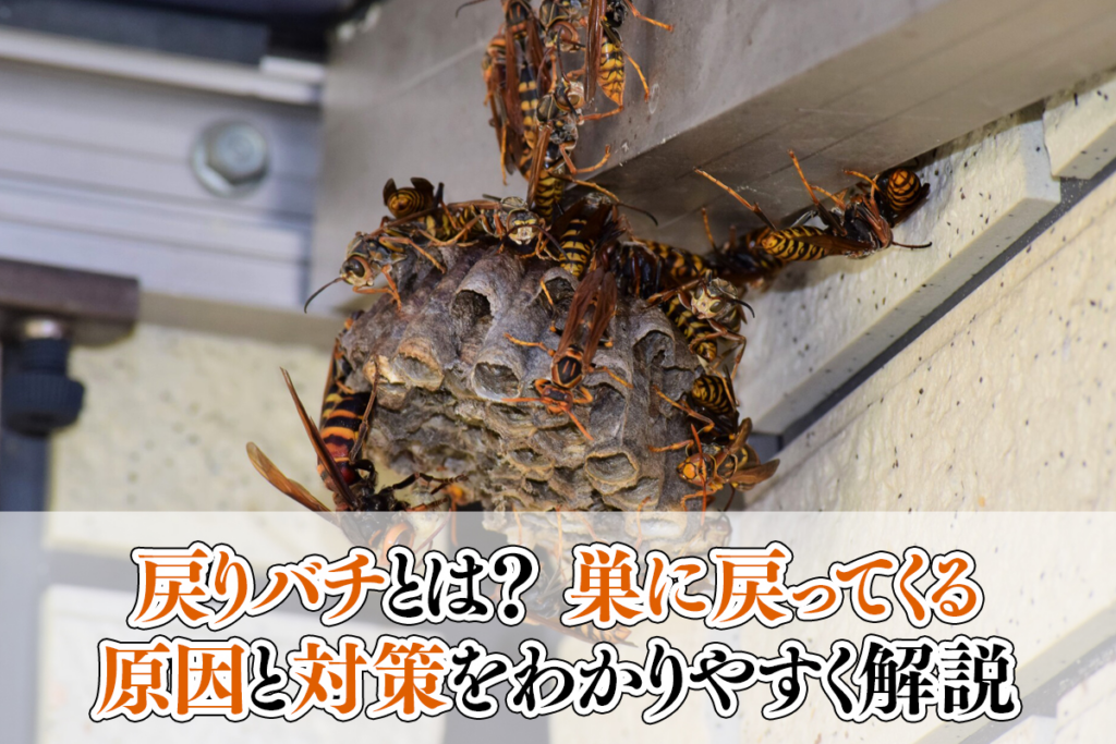 戻りバチとは？巣に戻ってくる原因と対策をわかりやすく解説