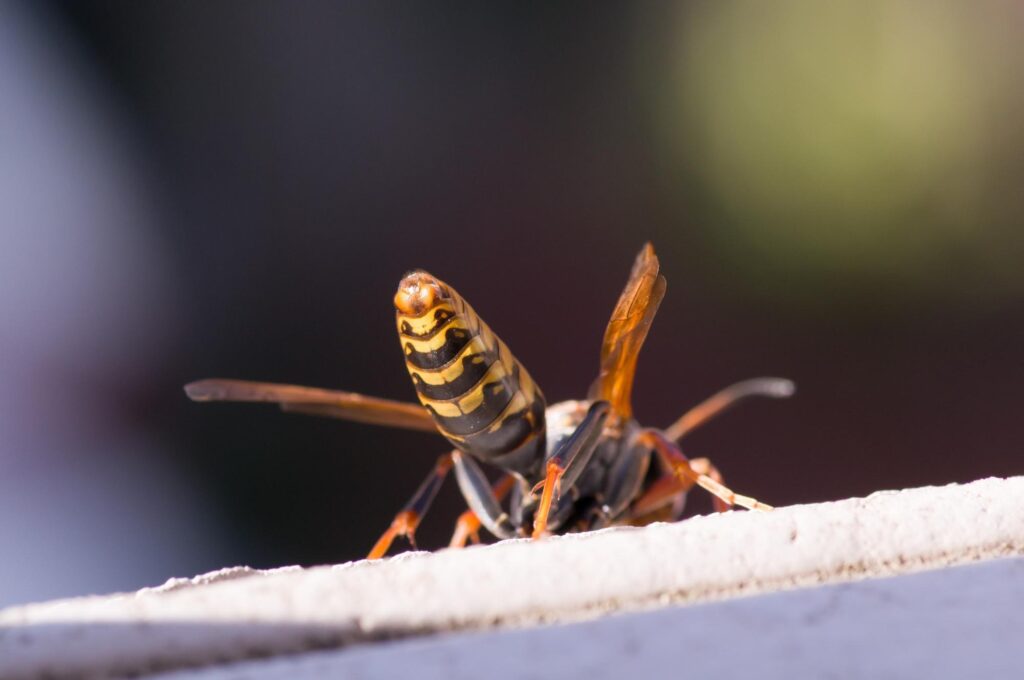 セグロアシナガバチの危険性