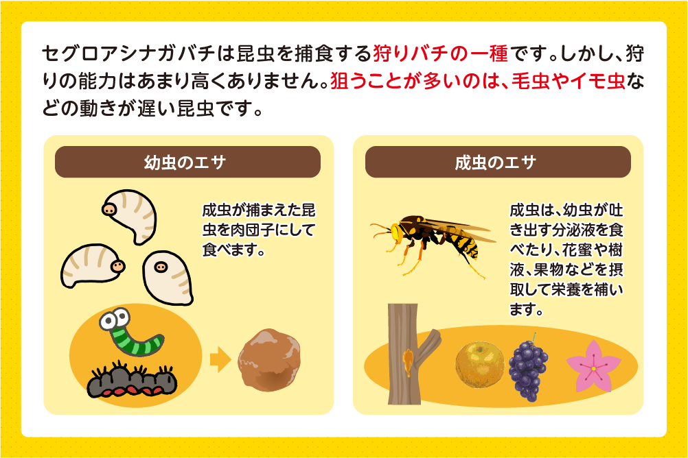 セグロアシナガバチのエサ・捕食対象